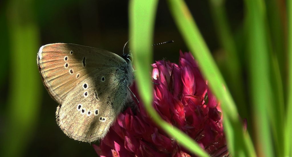 Modraszek semiargus (Polyommatus semiargus)