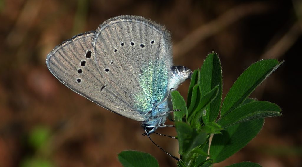 Modraszek aleksis (Glaucopsyche alexis)