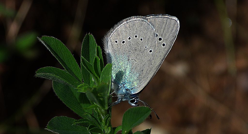 Modraszek aleksis (Glaucopsyche alexis)