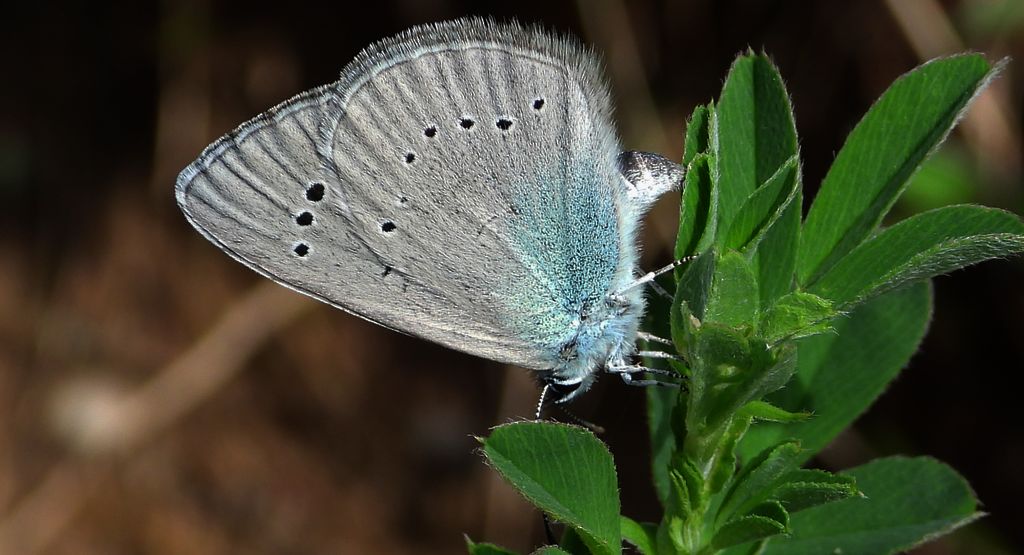 Modraszek aleksis (Glaucopsyche alexis)