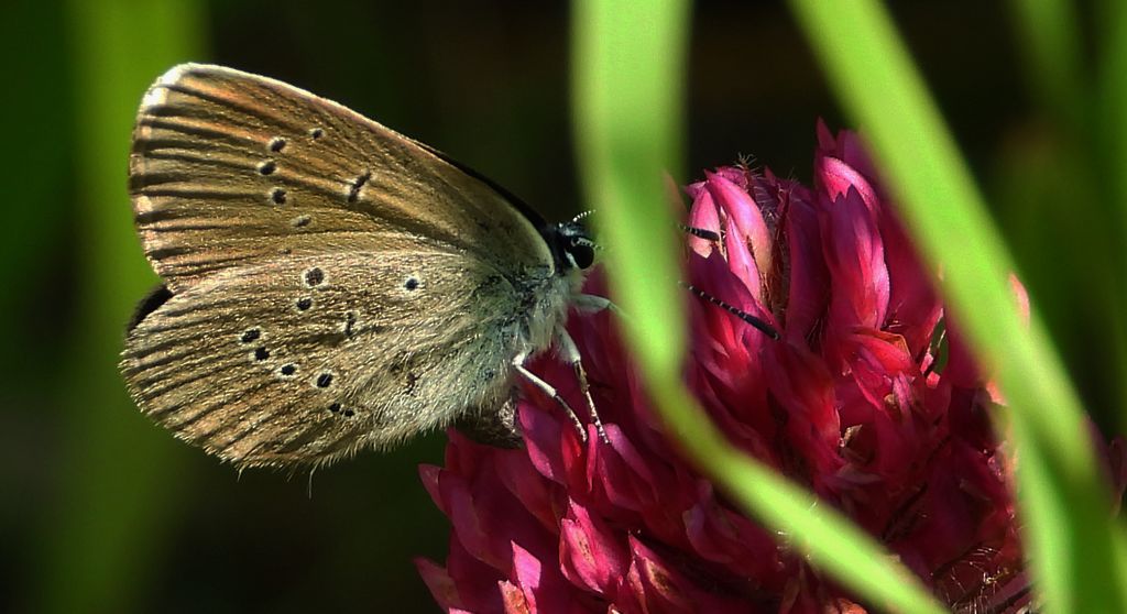 Modraszek semiargus (Polyommatus semiargus)
