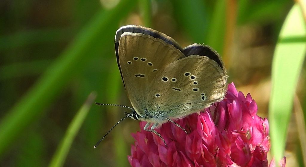 Modraszek semiargus (Polyommatus semiargus)