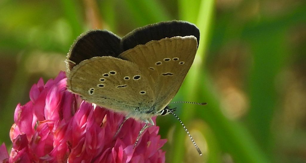 Modraszek semiargus (Polyommatus semiargus)