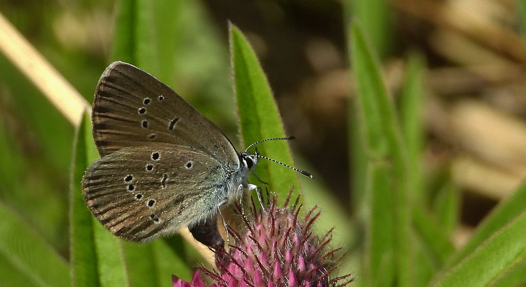 Modraszek semiargus (Polyommatus semiargus)