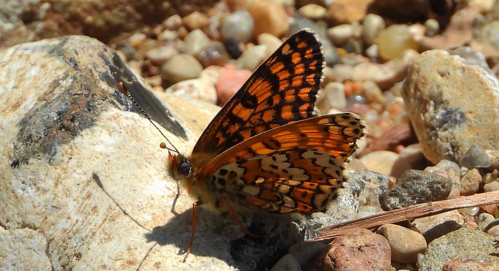 Przeplatka cinksia (Melitaea cinxia)