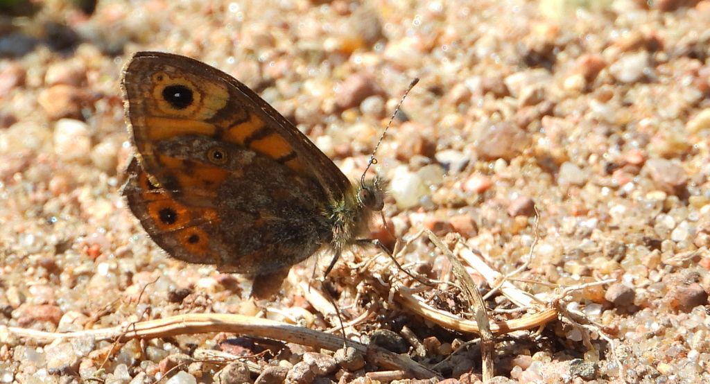 Osadnik megera (Lasiommata megera)