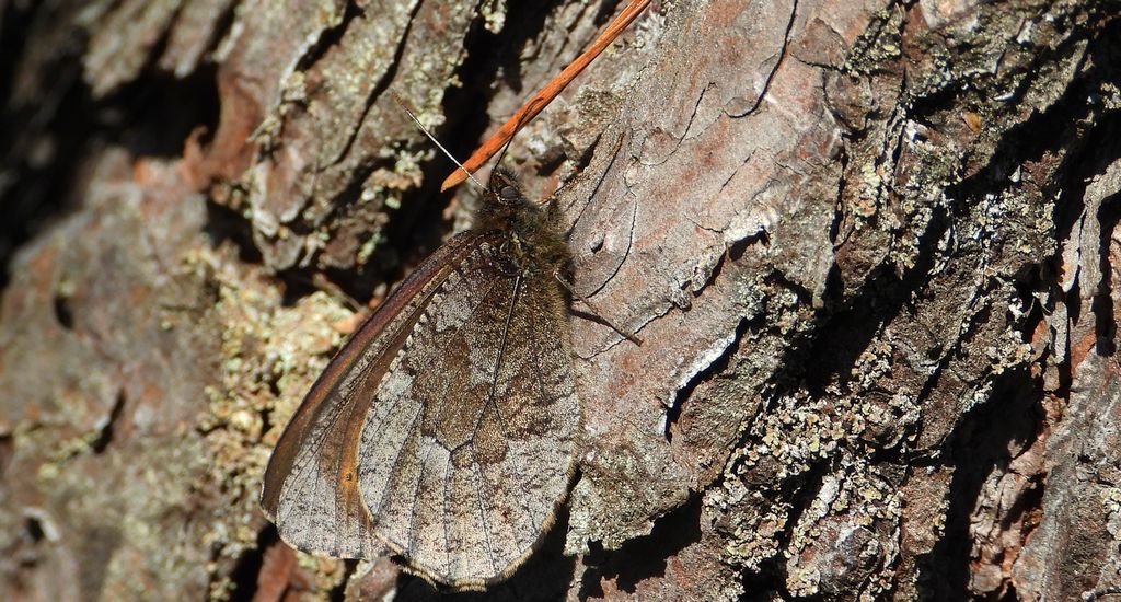 Mszarnik jutta, skalnik arktyczny (Oeneis jutta)