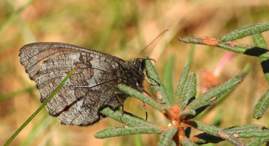 Mszarnik jutta, skalnik arktyczny (Oeneis jutta)