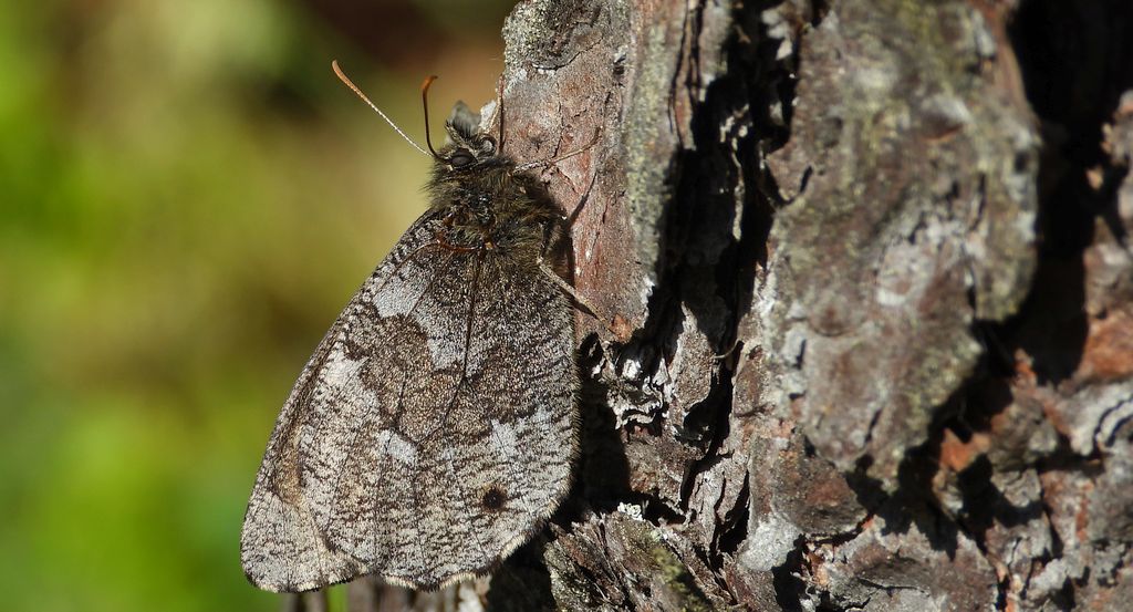 Mszarnik jutta, skalnik arktyczny (Oeneis jutta)