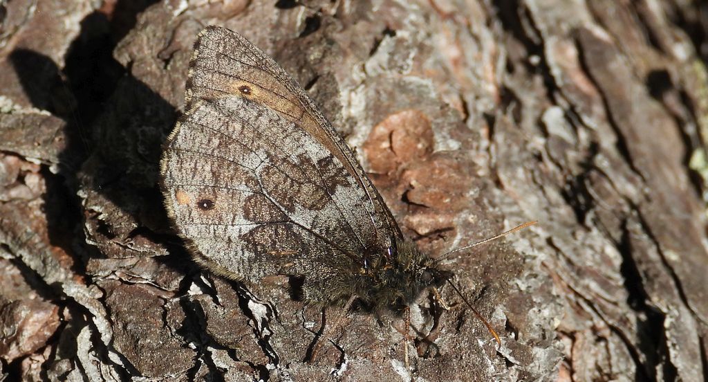 Mszarnik jutta, skalnik arktyczny (Oeneis jutta)