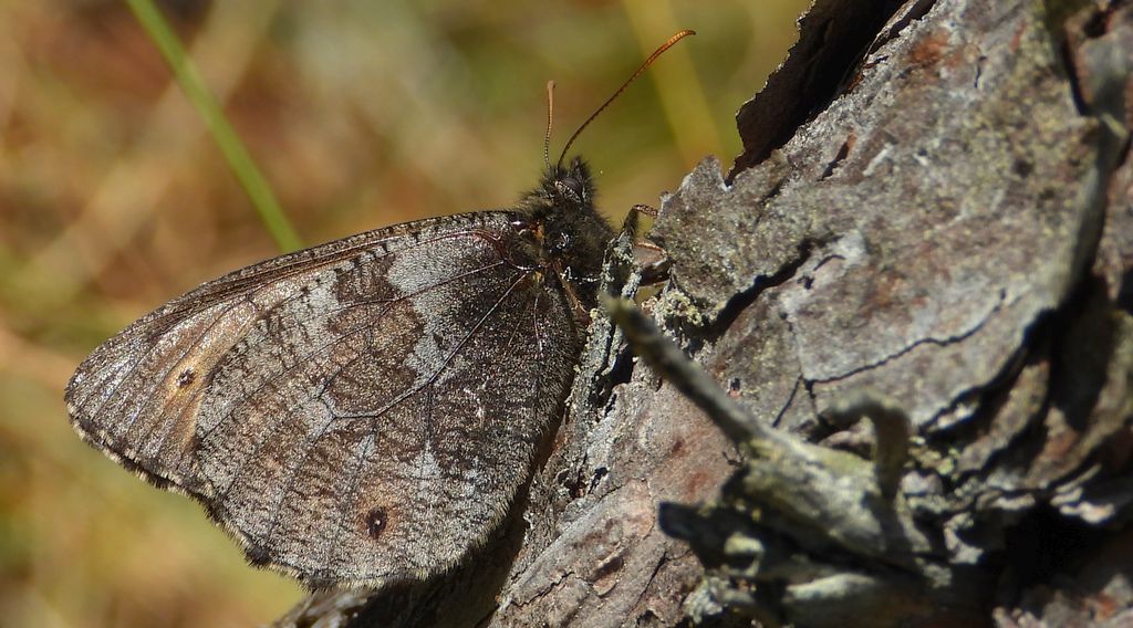 Mszarnik jutta, skalnik arktyczny (Oeneis jutta)