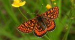 Przeplatka aurinia (Euphydryas aurinia)