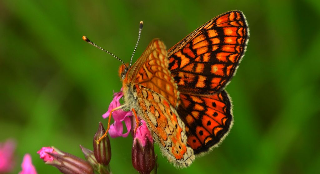 Przeplatka aurinia (Euphydryas aurinia)