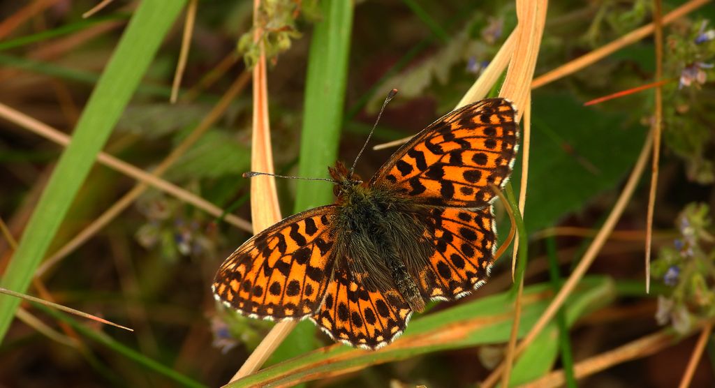 Dostojka dia (Boloria dia)