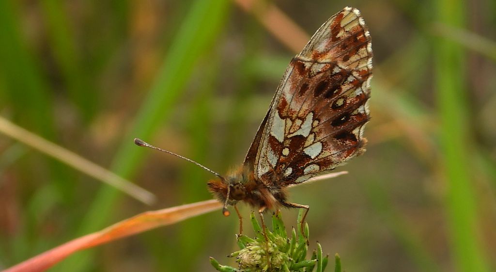 Dostojka dia (Boloria dia)