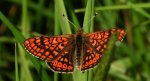 Przeplatka aurinia (Euphydryas aurinia)