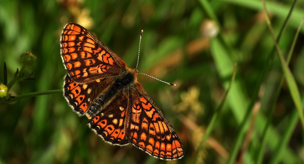 Przeplatka aurinia (Euphydryas aurinia)