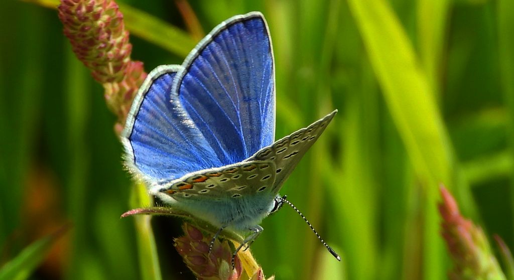 Modraszek ikar, mnogooczak ikar (Polyommatus icarus)