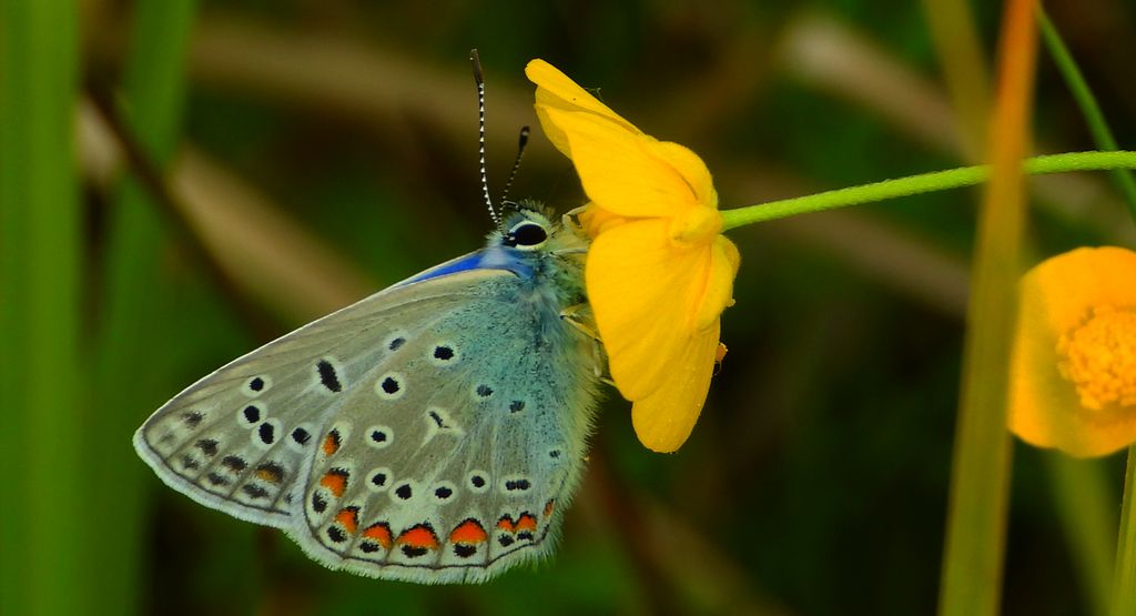 Modraszek ikar, mnogooczak ikar (Polyommatus icarus)