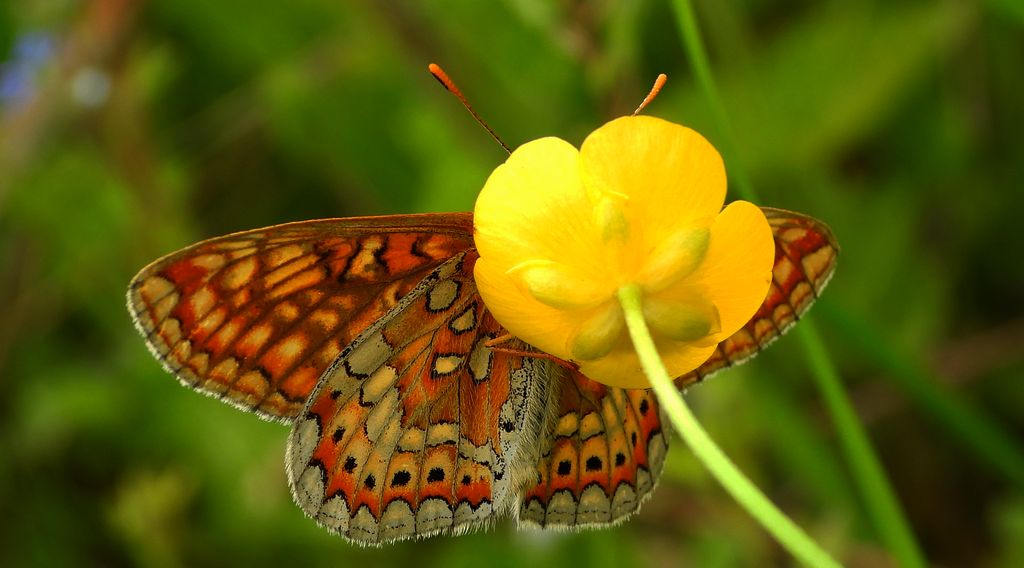 Przeplatka aurinia (Euphydryas aurinia)