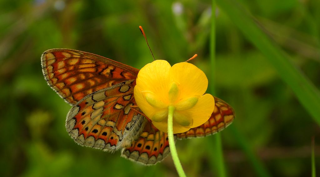 Przeplatka aurinia (Euphydryas aurinia)