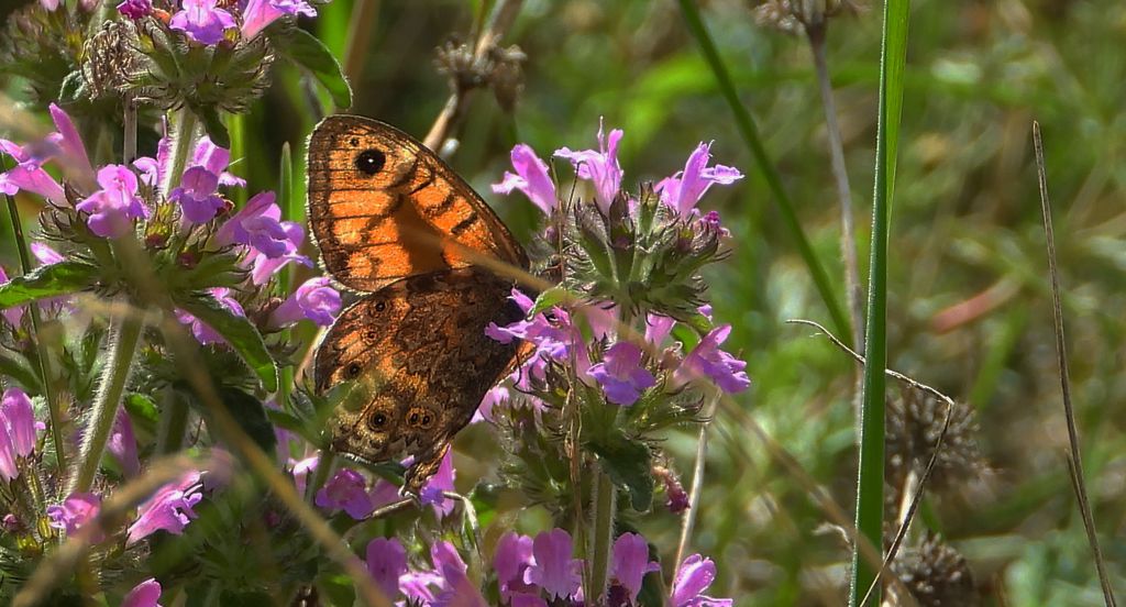 Osadnik megera (Lasiommata megera)