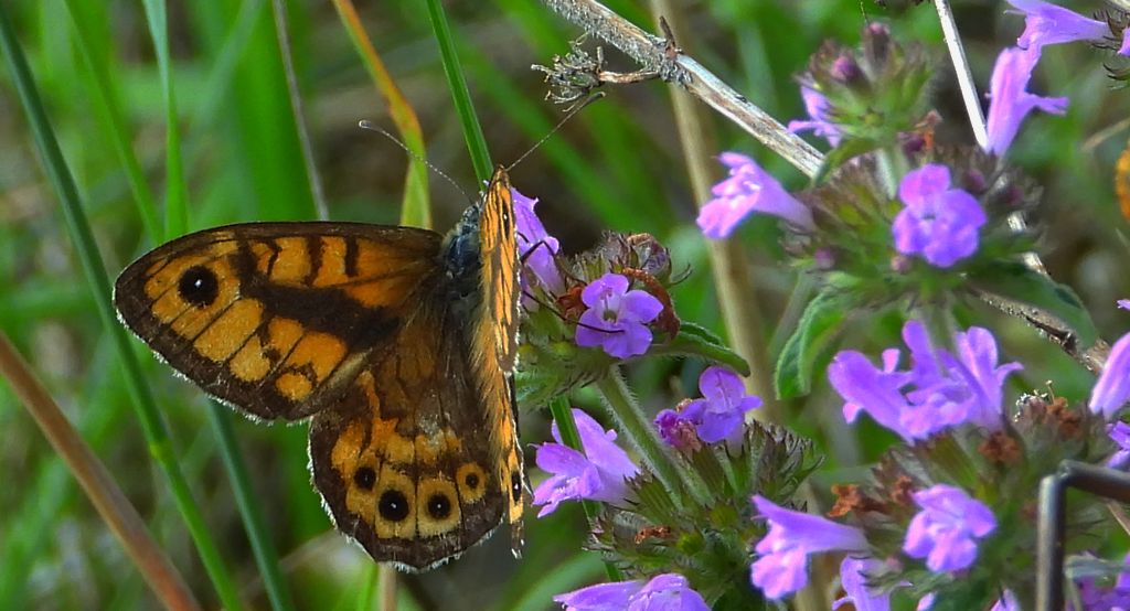 Osadnik megera (Lasiommata megera)