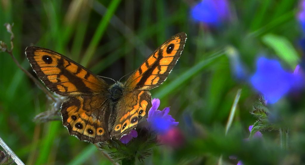Osadnik megera (Lasiommata megera)