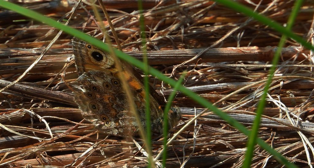 Osadnik megera (Lasiommata megera)