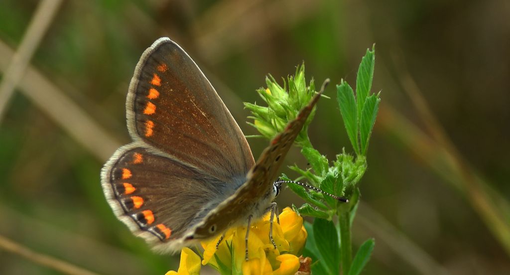 Modraszek ikar, mnogooczek ikar (Polyommatus icarus)