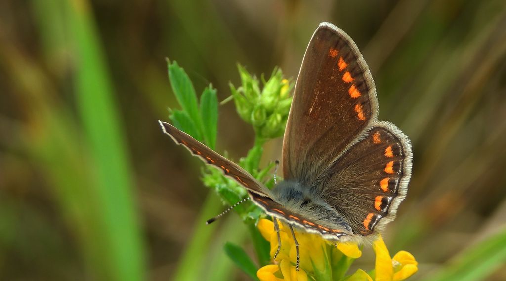 Modraszek ikar, mnogooczek ikar (Polyommatus icarus)