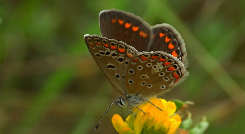 Modraszek ikar, mnogooczek ikar (Polyommatus icarus)