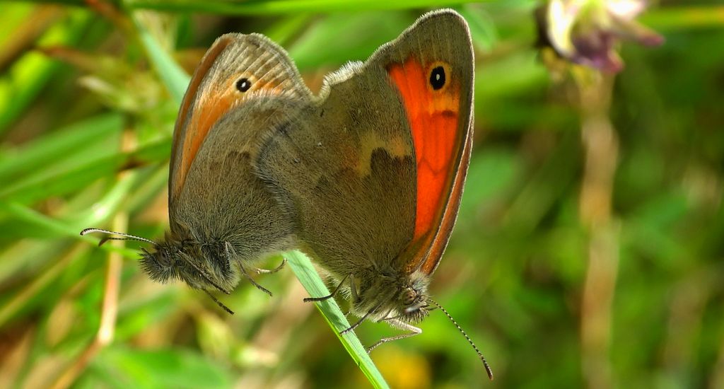 Strzępotek ruczajnik (Coenonympha pamphilus)