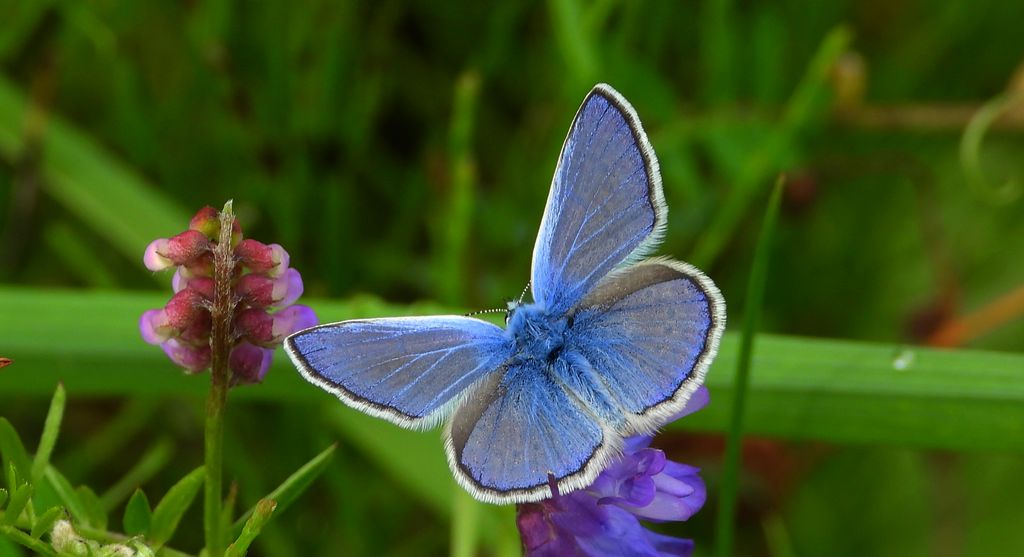 Modraszek ikar, mnogooczek ikar (Polyommatus icarus)