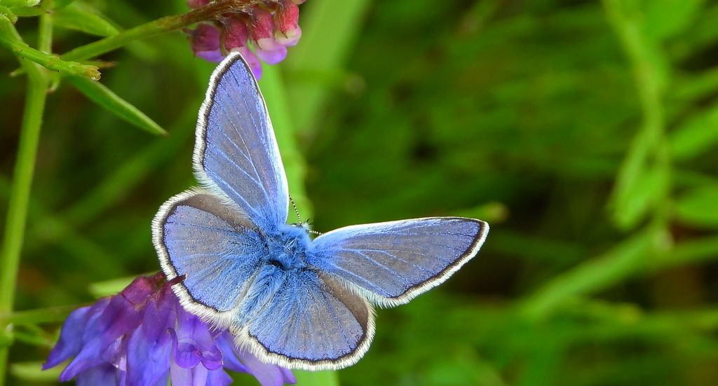 Modraszek ikar, mnogooczek ikar (Polyommatus icarus)