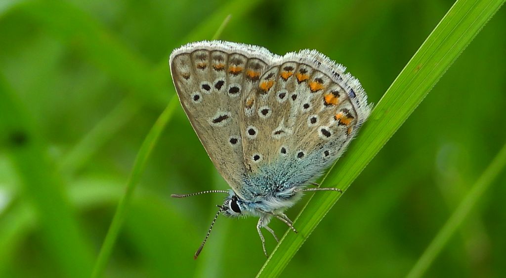 Modraszek ikar, mnogooczek ikar (Polyommatus icarus)