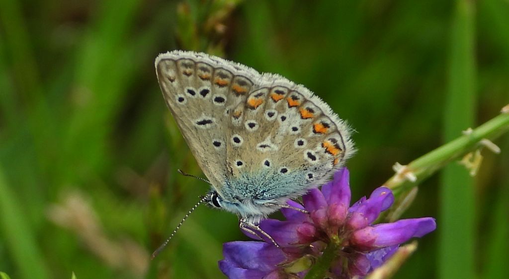 Modraszek ikar, mnogooczek ikar (Polyommatus icarus)