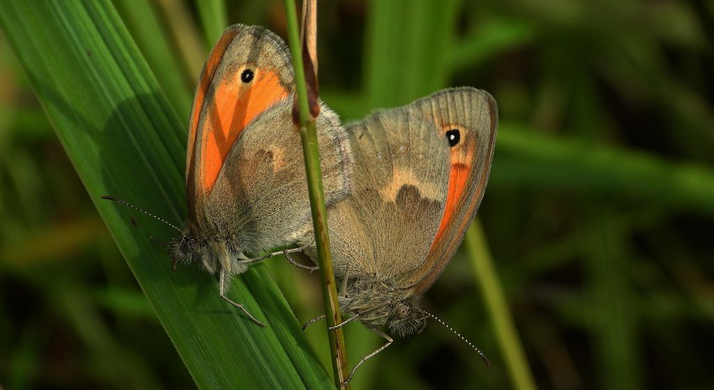 Strzępotek ruczajnik (Coenonympha pamphilus)