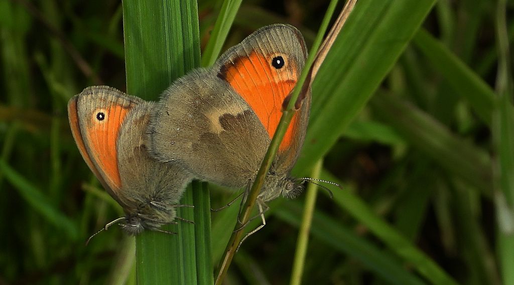 Strzępotek ruczajnik (Coenonympha pamphilus)