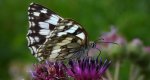 Polowiec szachownica (Melanargia Galatea)