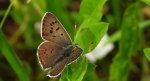 Czerwończyk uroczek (Lycaena tityrus)