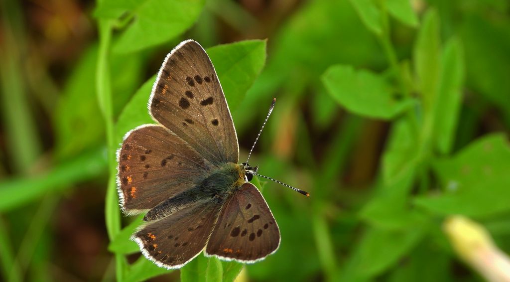 Czerwończyk uroczek (Lycaena tityrus)