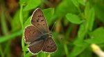 Czerwończyk uroczek (Lycaena tityrus)