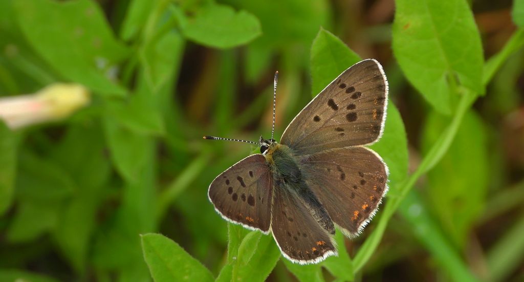 Czerwończyk uroczek (Lycaena tityrus)