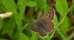 Czerwończyk uroczek (Lycaena tityrus)