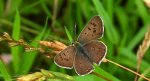 Czerwończyk uroczek (Lycaena tityrus)