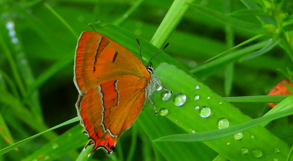 Pazik brzozowiec (Thecla betulae)