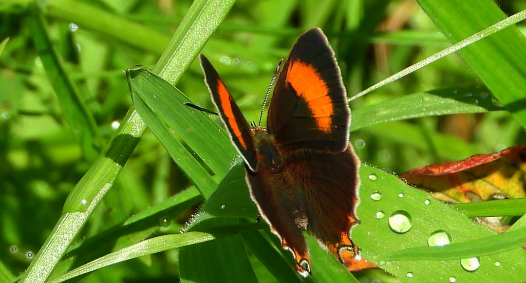 Pazik brzozowiec (Thecla betulae)