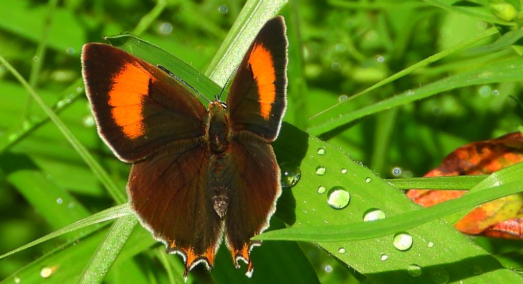 Pazik brzozowiec (Thecla betulae)