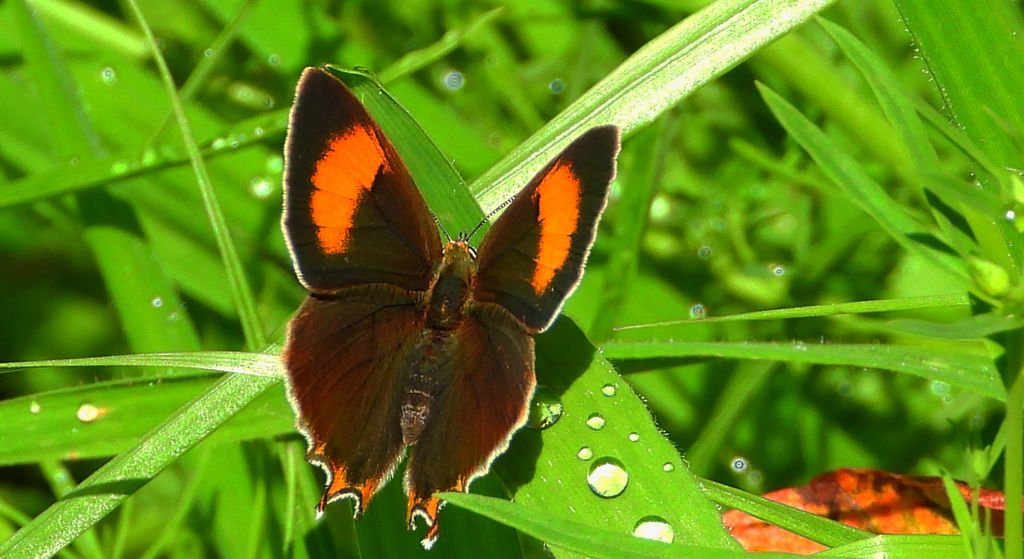 Pazik brzozowiec (Thecla betulae)